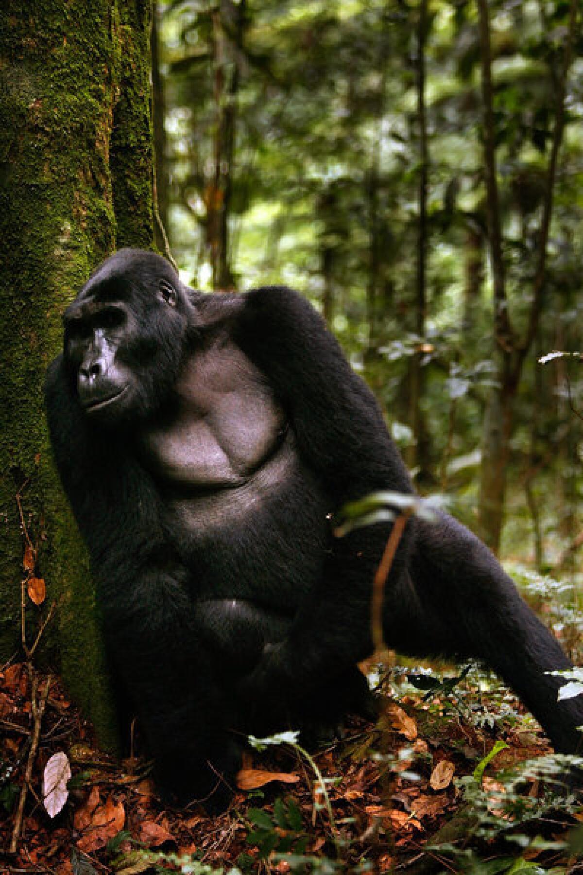 Fewer than 800 mountain gorillas remain on Earth. More than a third live in Bwindi Impenetrable National Park, providing Uganda a major source of tourist dollars. Besides suffering loss of habitat, the gorillas are threatened by new ailments, such as measles and scabies, picked up from people who live around the park. Gorillas and humans are close genetic cousins, sharing 98% of their DNA.