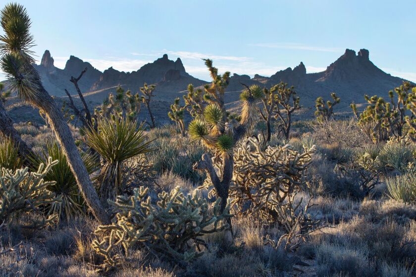 MOJAVE DESERT, CA - JANUARY 28, 2016: Native grasslands mingle with Joshua trees in the Mojave Desert landscape which President Obama has just designated as a National Monument about 10 miles north of Nipton, California. The designation of three new national monuments in the California desert sprawl across 1.5 million acres of landscape which includes Joshua Tree forests and rare desert grasslands. The Castle Peaks in the background overlook the newly designated National Monument land.(Gina Ferazzi / Los Angeles Times)