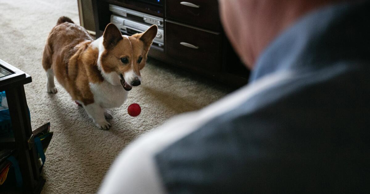 Opinion: Corgi's love saved a homeless man. His friends' love couldn't -  Los Angeles Times