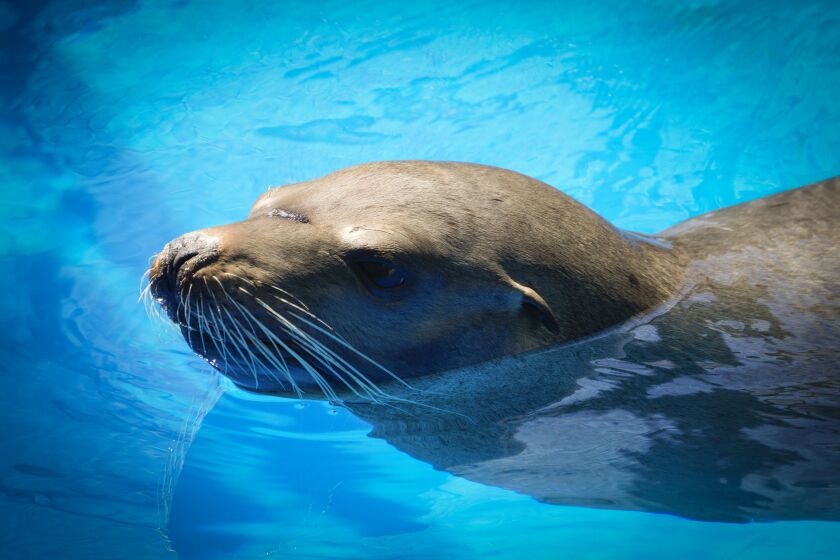 San Diego, CA - May 13: On Friday, May 13, 2022 in San Diego, CA. the California Sea Lion that was rescued underneath the bridge on the National Avenue by SeaWorld’s Animal Rescue on April 7, 2022 marks his 3rd rescue by SeaWorld Animal Rescue. He now recovers at the rescue center’s facility, awaiting a date for his release. (Nelvin C. Cepeda / The San Diego Union-Tribune)