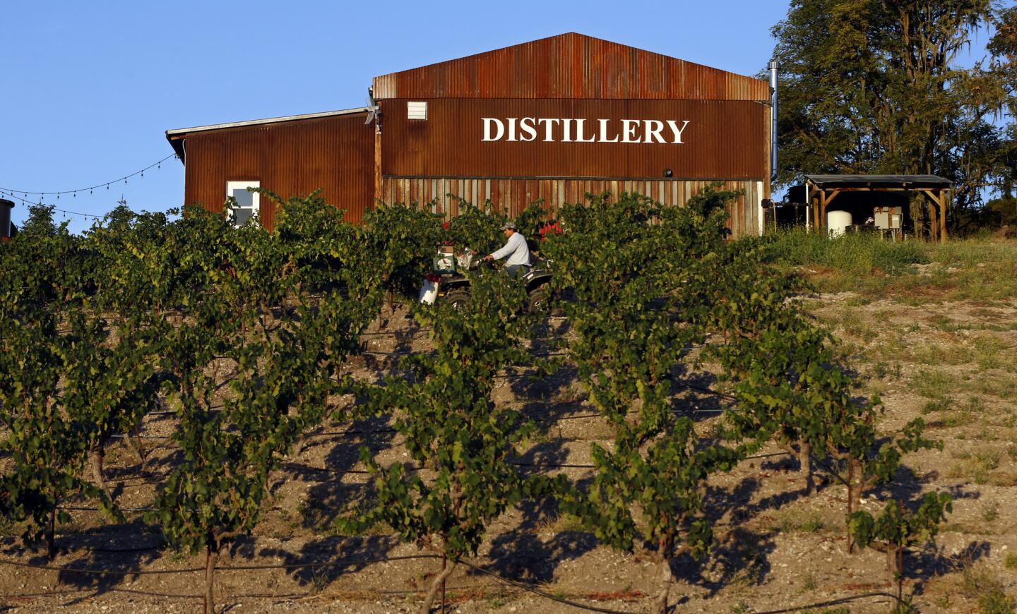 Zinfandel grapevines next to KroBar Craft Distillery in Paso Robles. The grapes are used for brandy production.