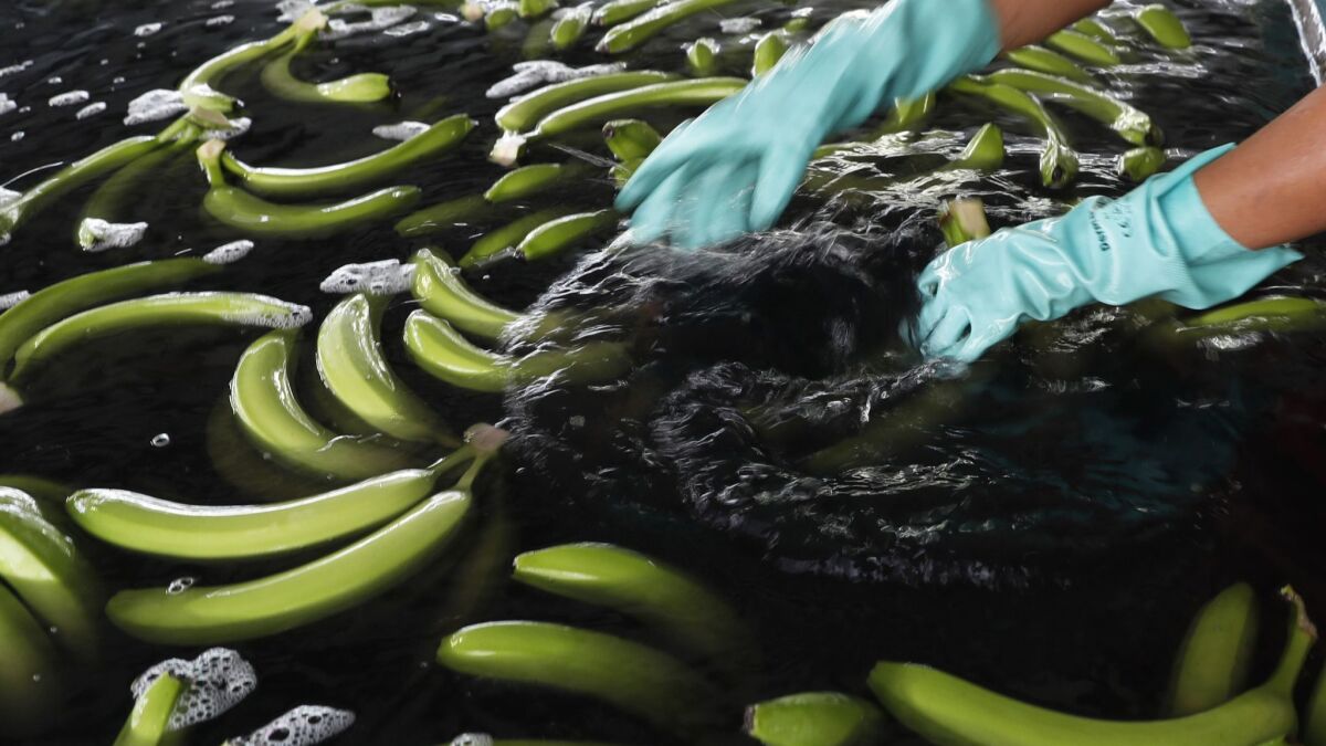 Freshly picked bananas are readied for sorting, packing and export in Ciudad Hidalgo, Mexico. If tariffs threatened by President Trump were to take effect, Americans may see higher prices in grocery stores.
