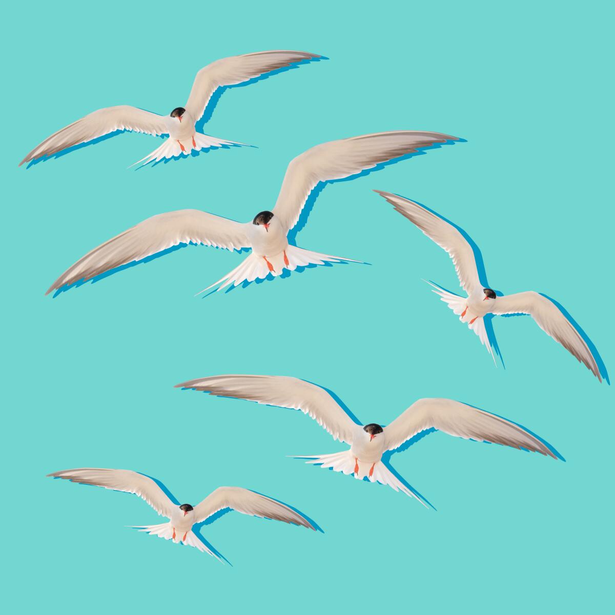 Illustration of a flock of terns