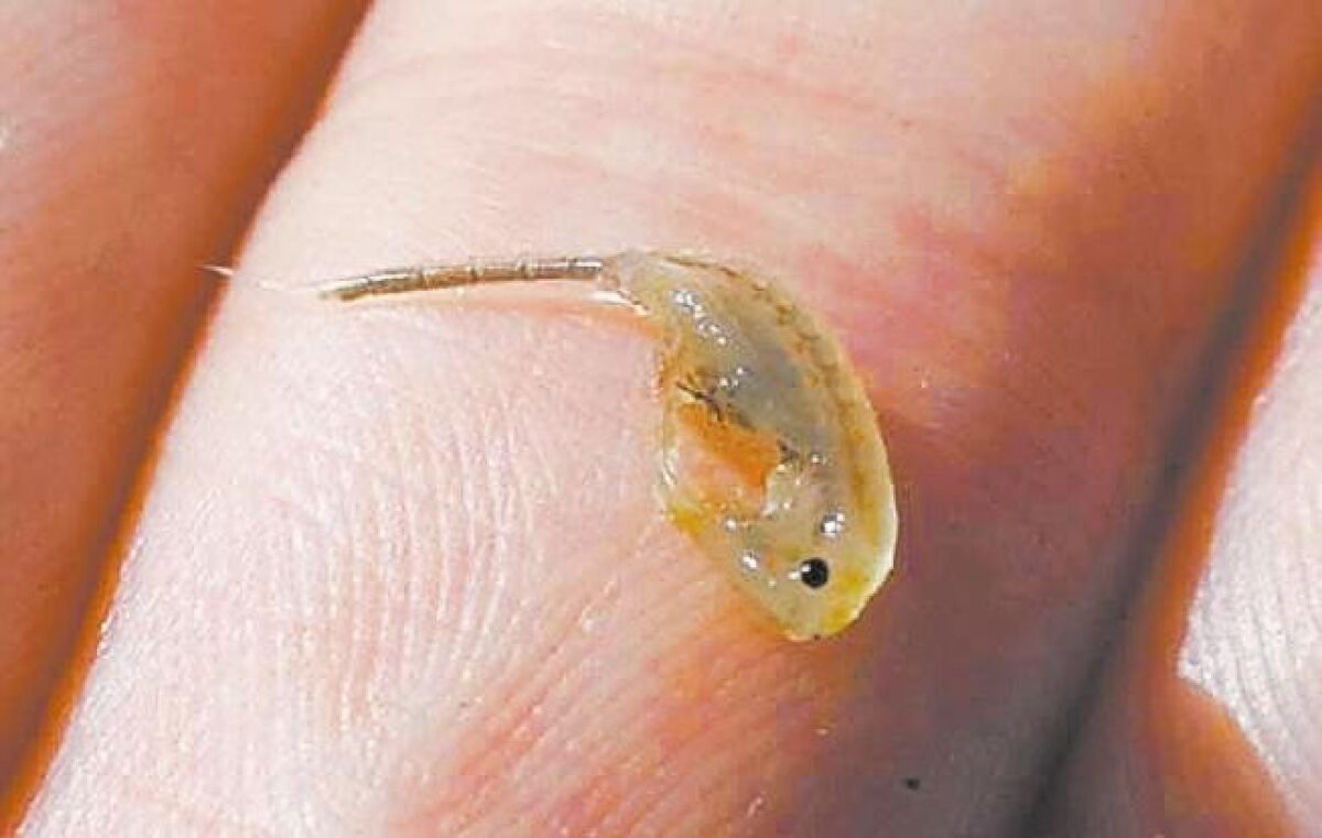 The endangered fairy shrimp swims on its back and feeds by filtering nutrients from the brackish waters. — John Gibbins