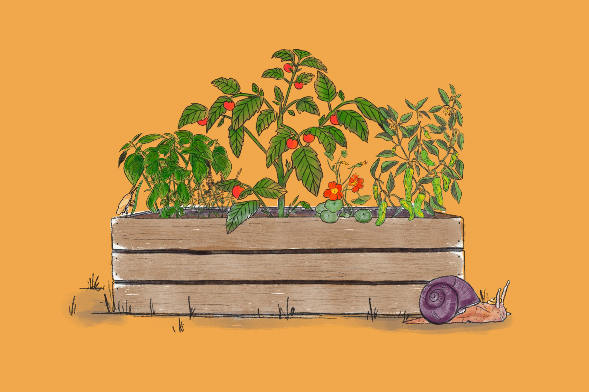 An illustration of a tomato plant and other leafy plants in a plant box with a snail in front.