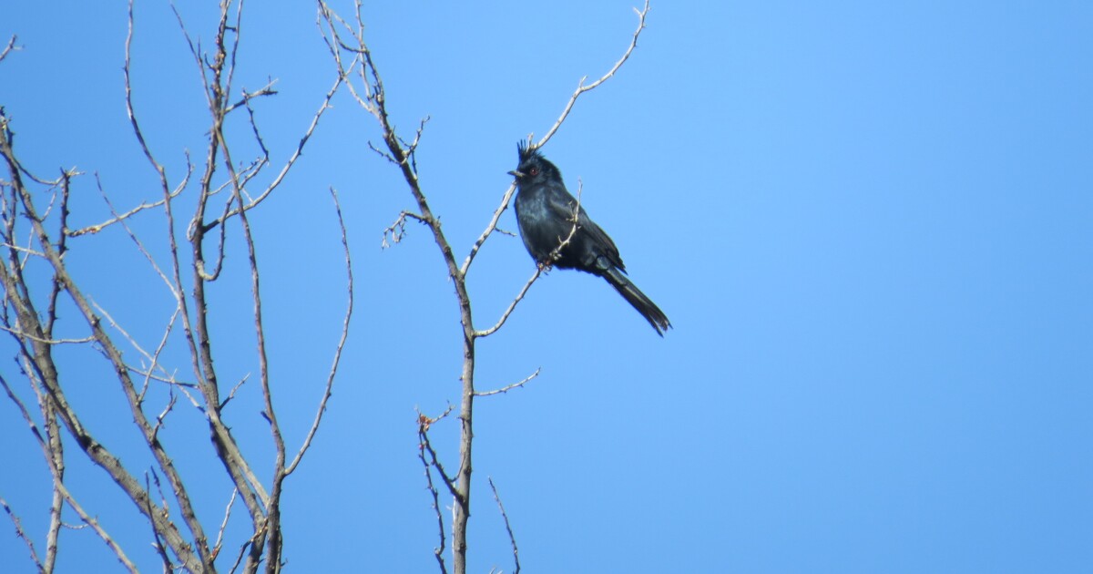 Shrinking water supply puts Mojave Desert birds on the brink - Los Angeles Times