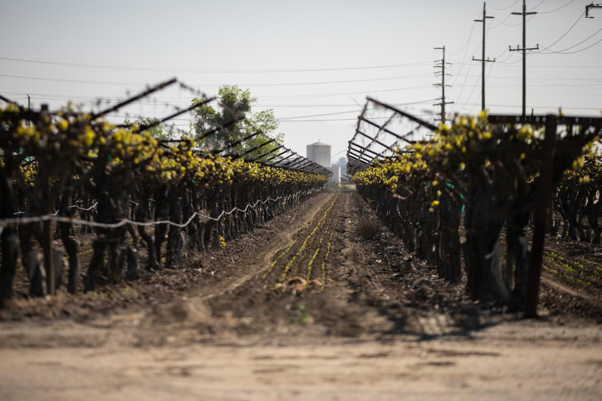 Long rows of grapevines grow in a vineyard in Bakersfield on March 23. 
