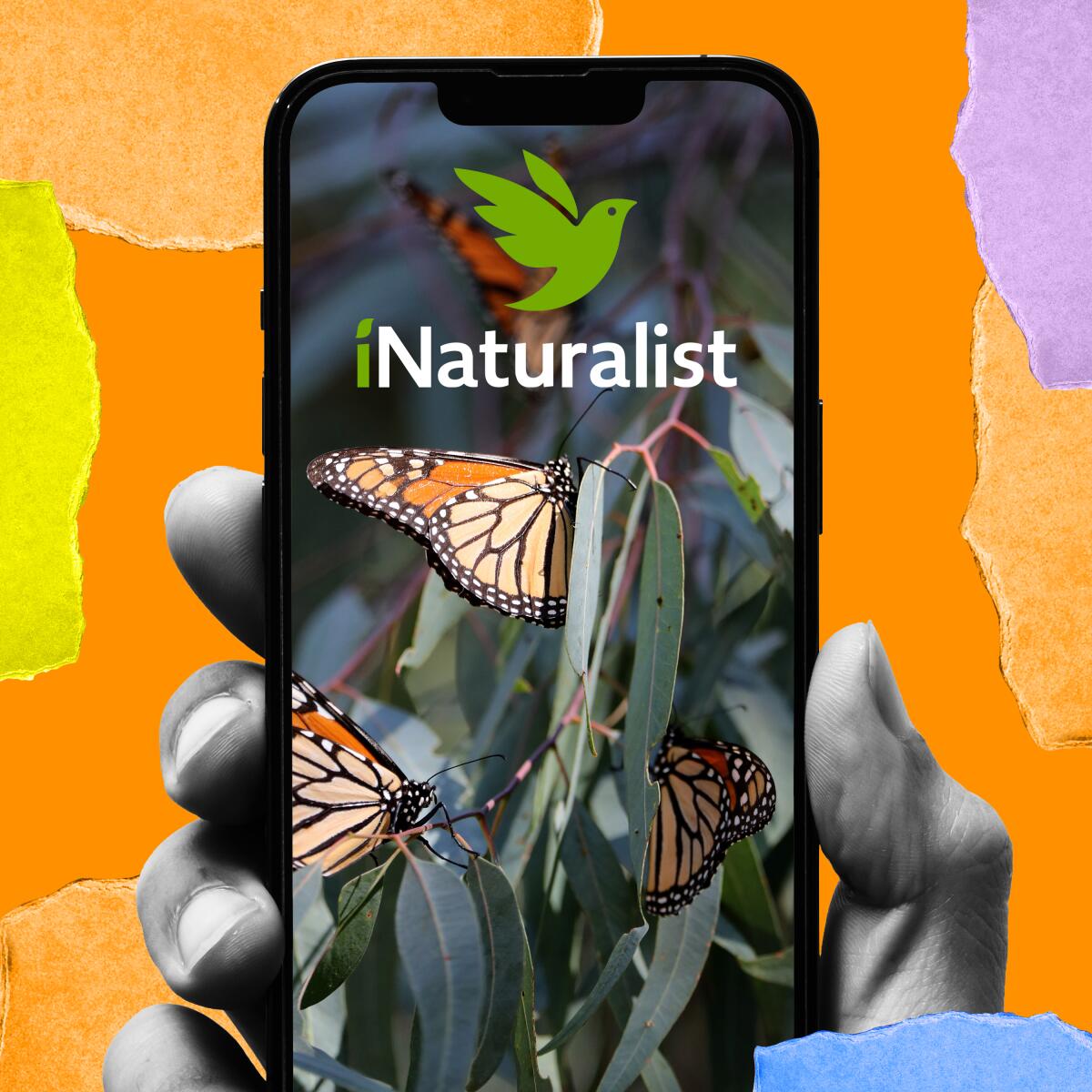 A photo of Monarch Butterflies with the iNaturalist logo overlayed.