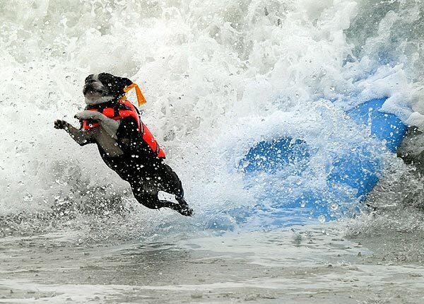 A cascading canine wipes out during the annual Surf City Surf Dog competition in Huntington Beach.