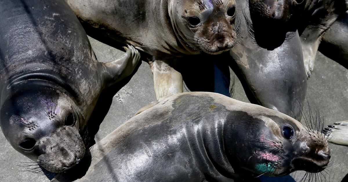 去年一场藻类爆发给海洋哺乳动物带来了巨大伤害。洛杉矶希望改善其救援行动。