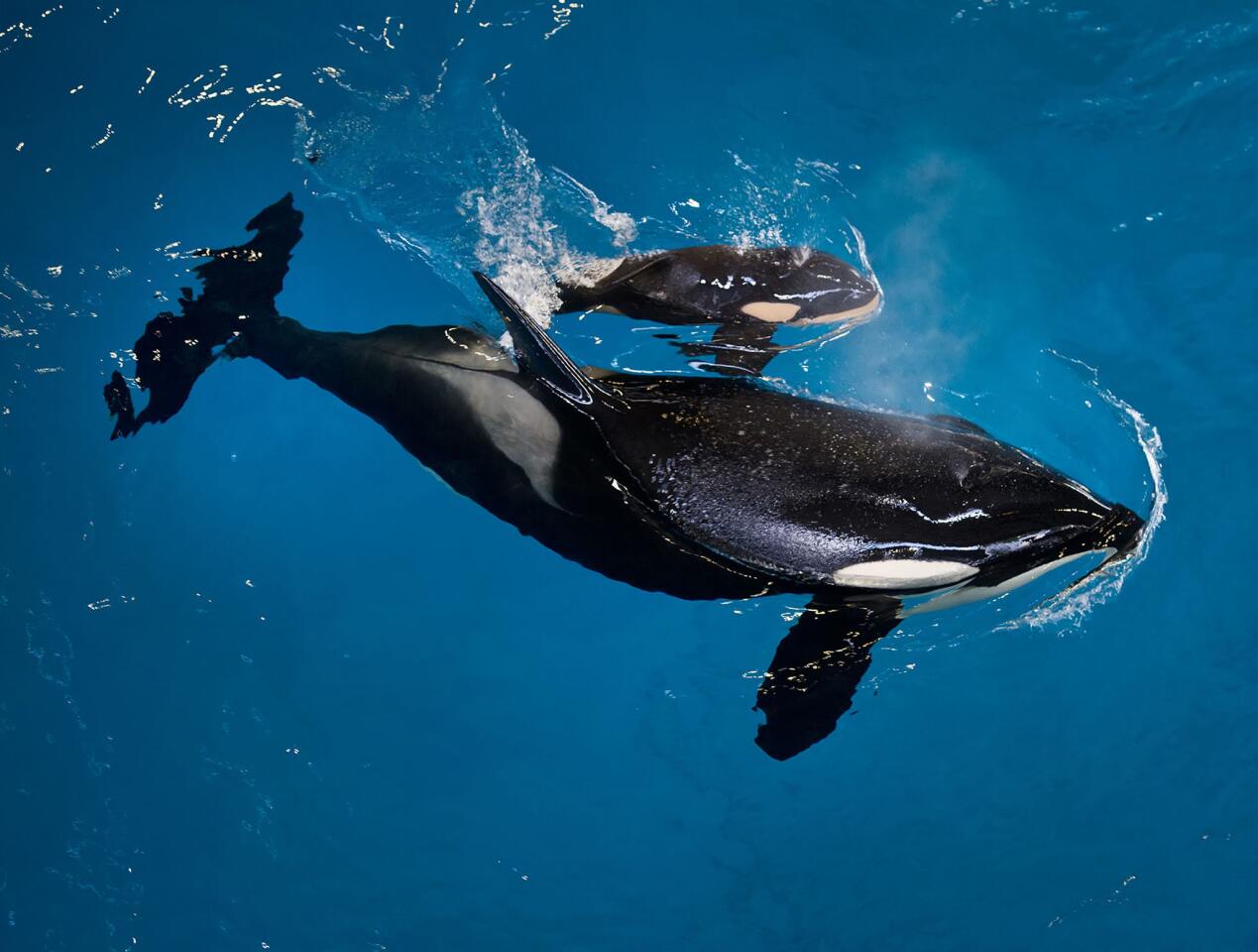 Orca Takara helps guide her newborn to the water's surface at SeaWorld San Antonio on April 19, 2017.