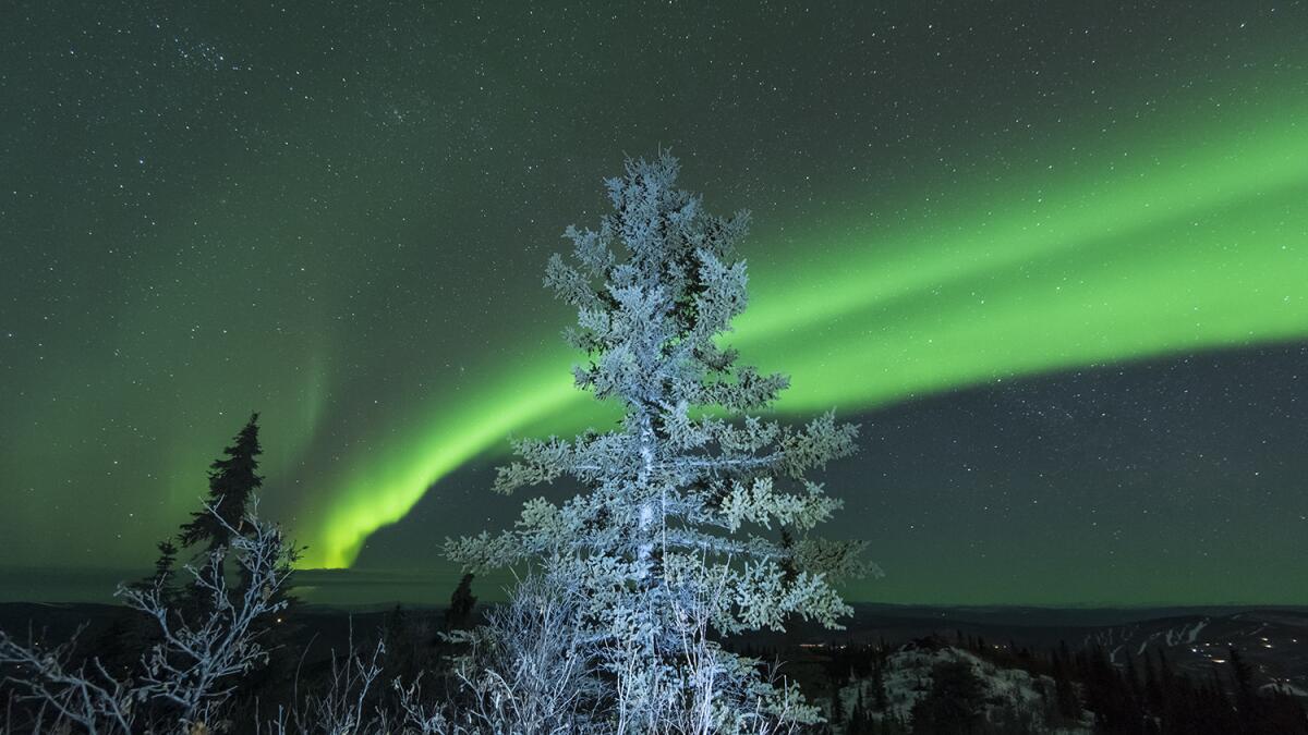 You need not travel to Scandinavia to see the northern lights. They often visible in Alaska.