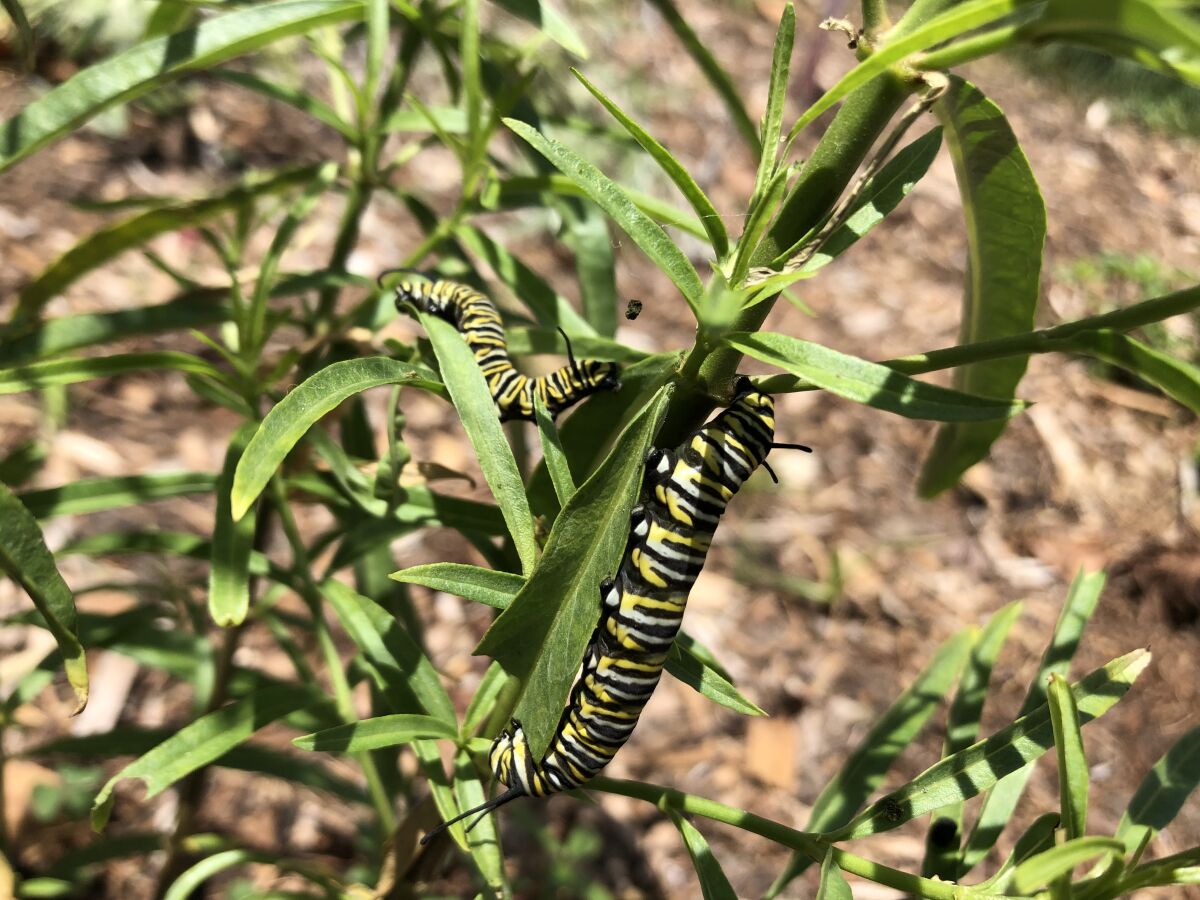 Caterpillars eat milkweed in the new garden.