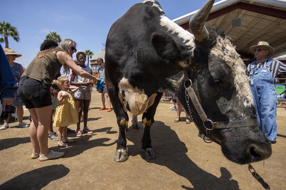  Jenn Gomez and daughter Selah brush Patches the ox in Centennial Farm during the opening day of the O.C. Fair on Friday.