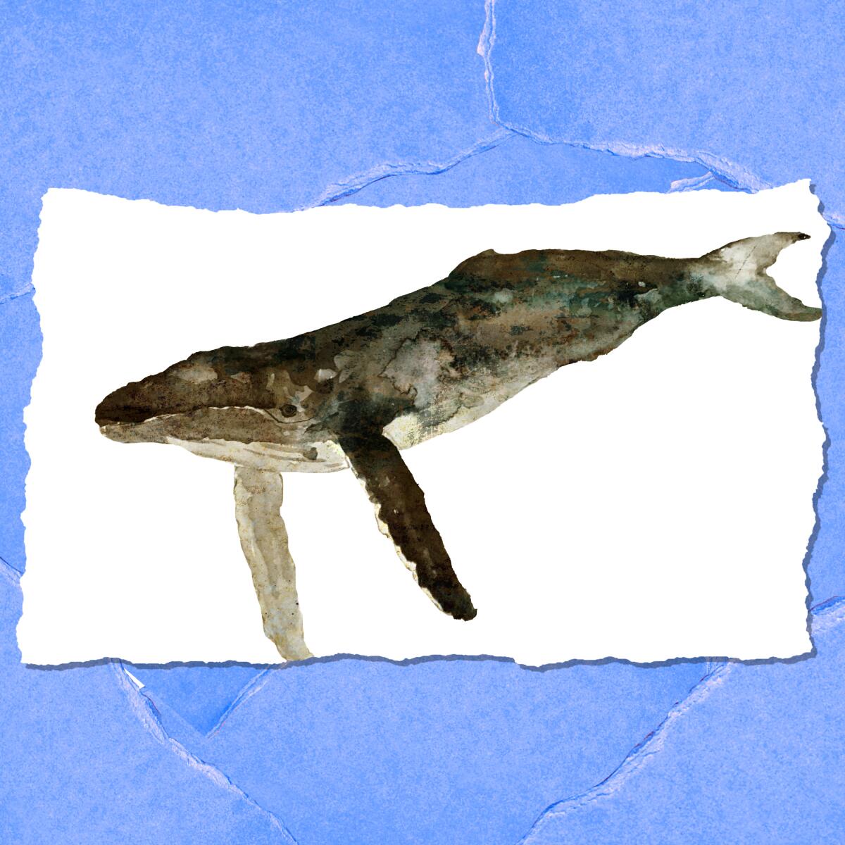 A watercolor of a swimming whale on a white background.