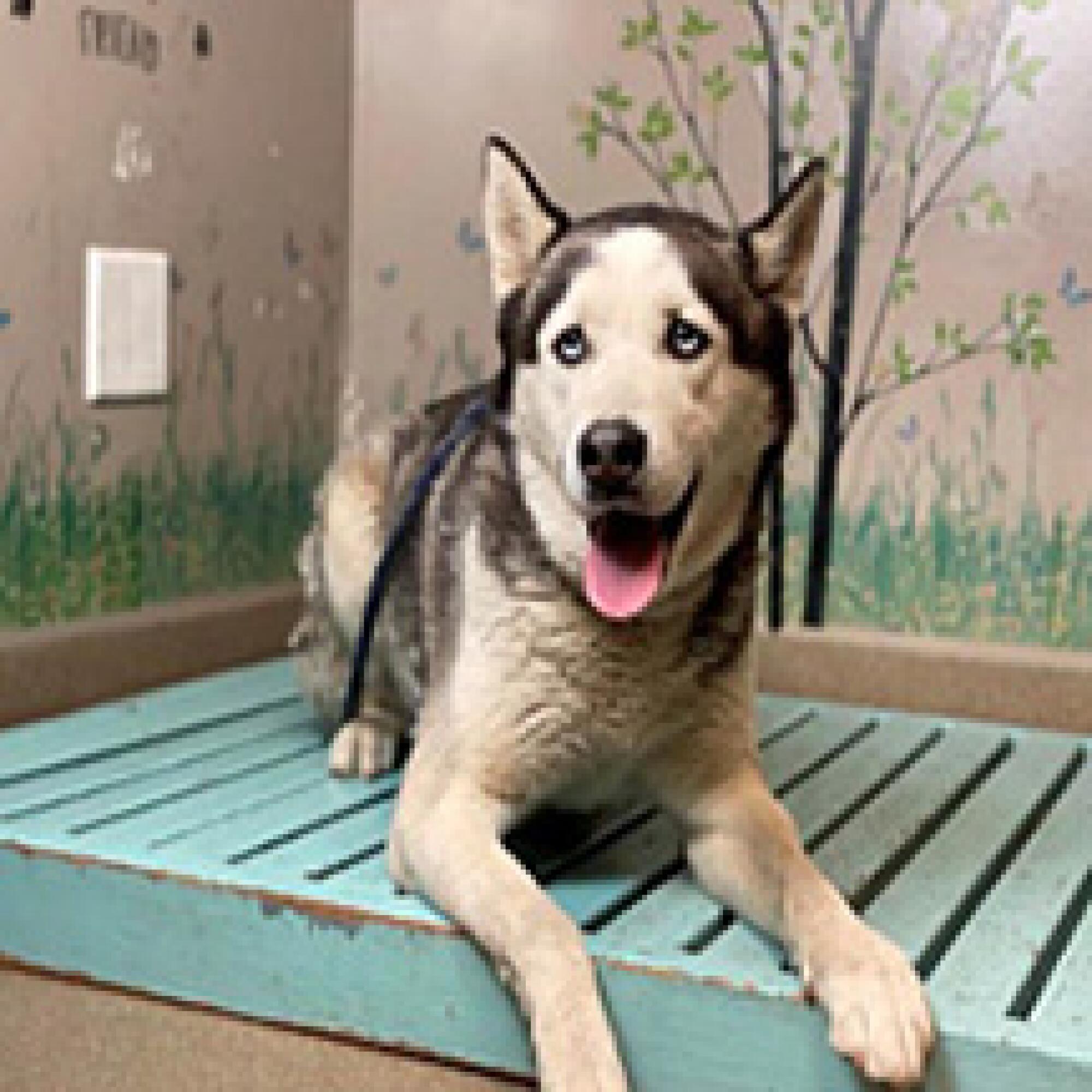 A Siberian husky resting on a aqua-colored wood platform in front of a wall painted with grass, flowers and trees
