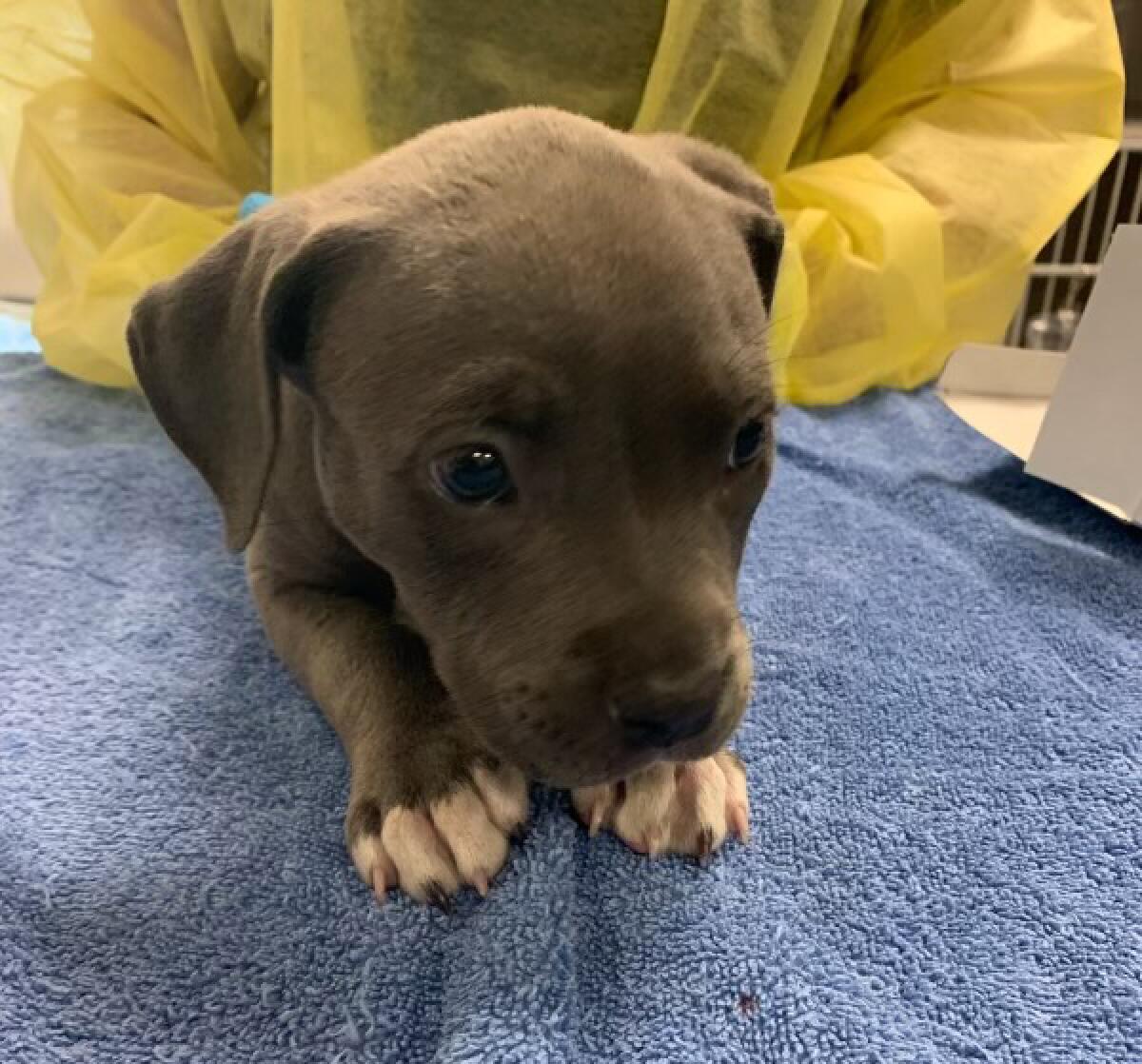 Irvine police administered a dose of the overdose-reversing drug naloxone to a pit bull puppy.