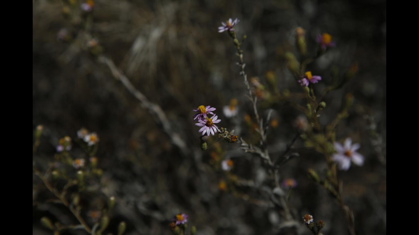 Rocky Peak trail