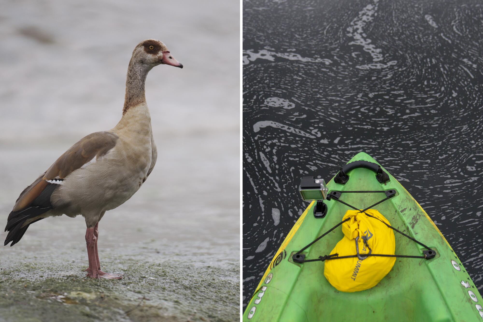 A waterfowl, left, and the bow of a kayak in dark, dirty water. 