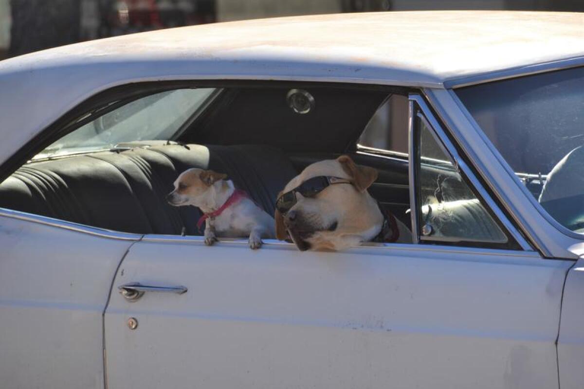 People and pooch watching is part of the experience.