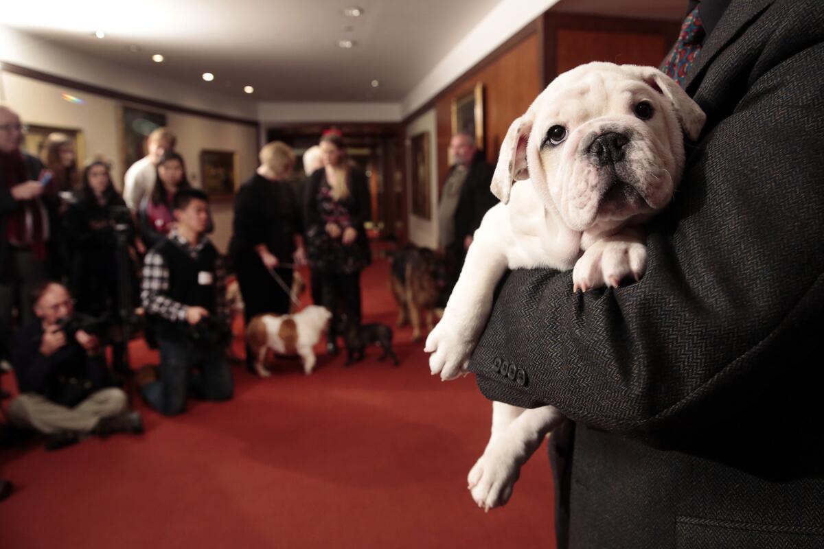 Meet Los Angeles' favorite dog breed, the bulldog, according to the American Kennel Club. Shown is Winter, an 11-week-old bulldog puppy. Nationwide, the Labrador retriever held the No. 1 spot for the 24th straight year.