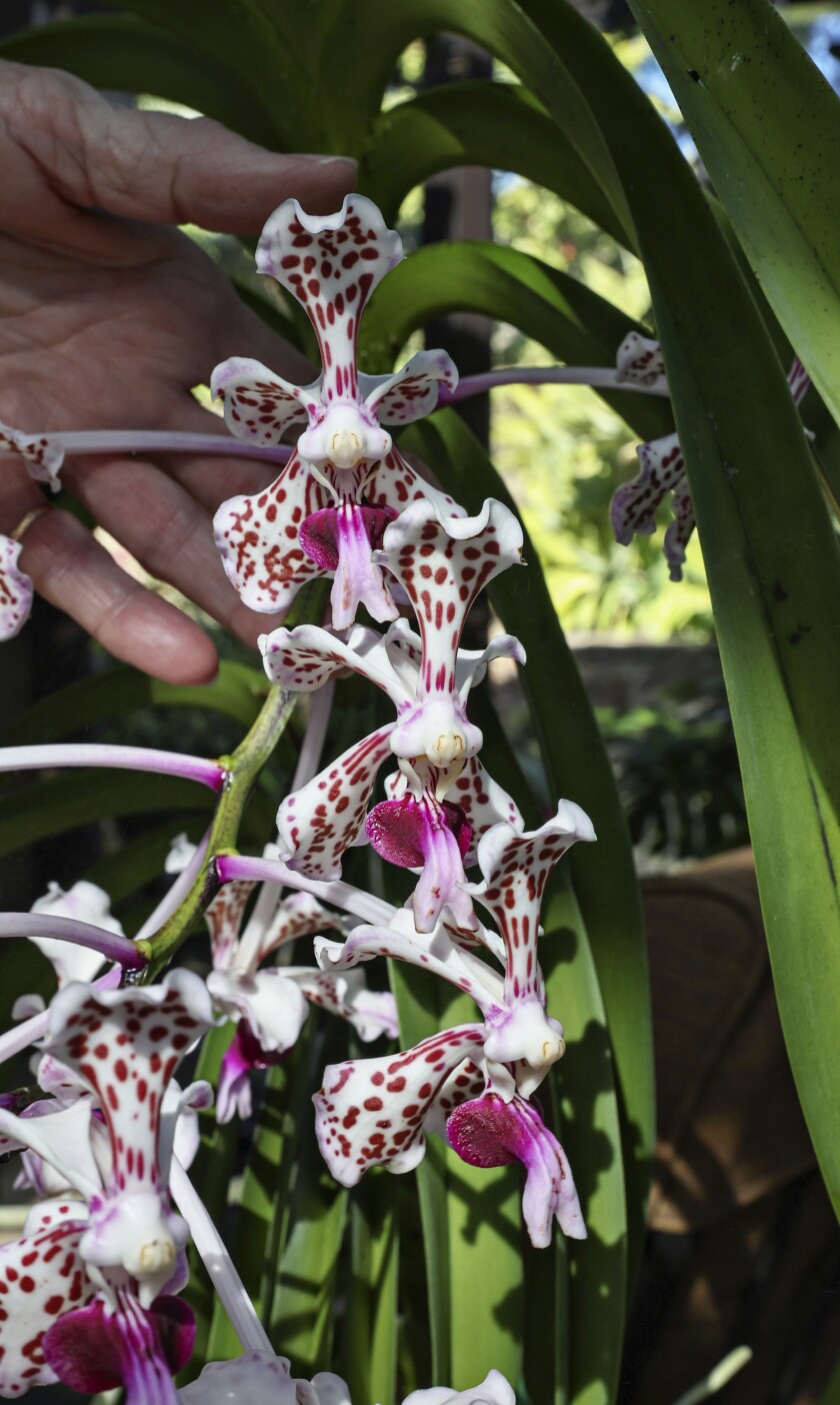 The orchid called Vanda tricolor, growing in Halliday’s greenhouse.