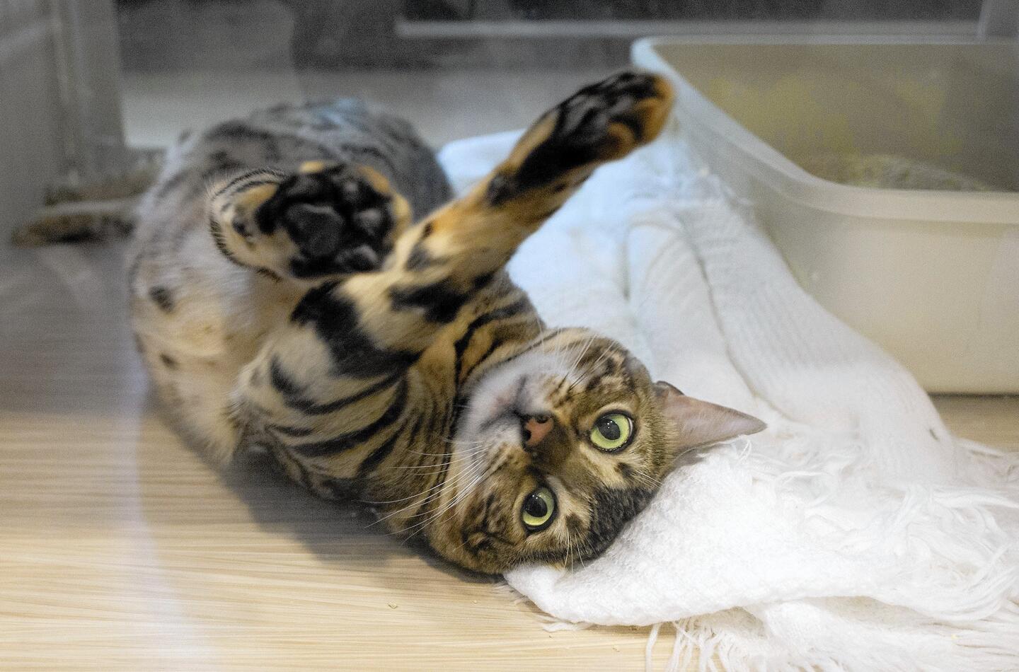 Dolly, a female bengal cat, relaxes on her back during a stay at the Cat Clinic of Orange County in Costa Mesa.