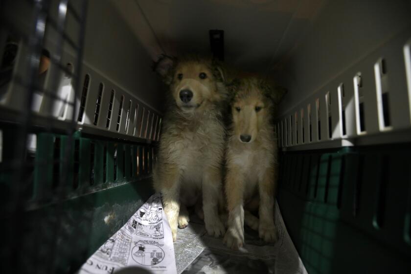 Bentonville, Arkansas - October 14, 2023: (Editors special note: This is a special assignment for the IT team. DO not use images for other stories or share with Getty before their project has been published.) Following the Southwest Dog Auction - dogs in cages are being transported inside a packed white van in Bentonville, Arkansas. (Francine Orr/ Los Angeles Times)