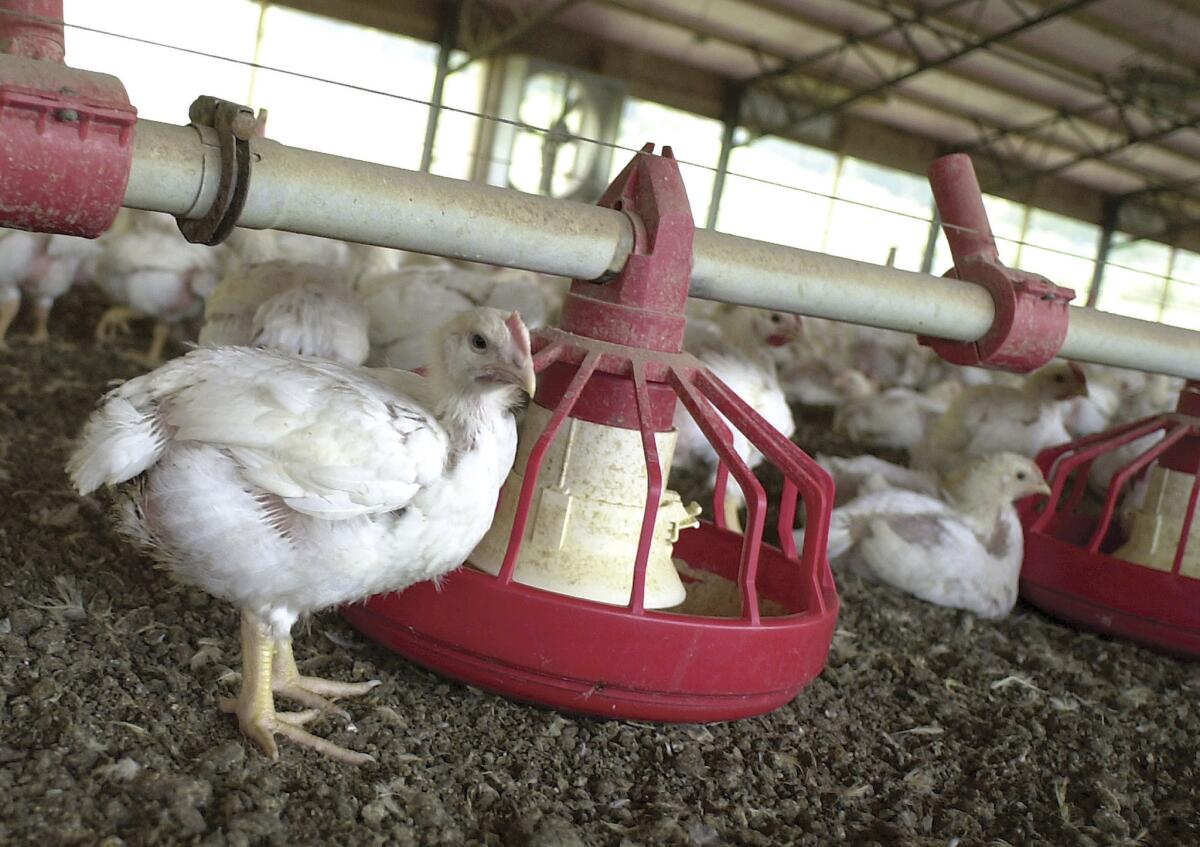 Chickens gather around a feeder in a Tyson Foods poultry house near Farmington, Ark.