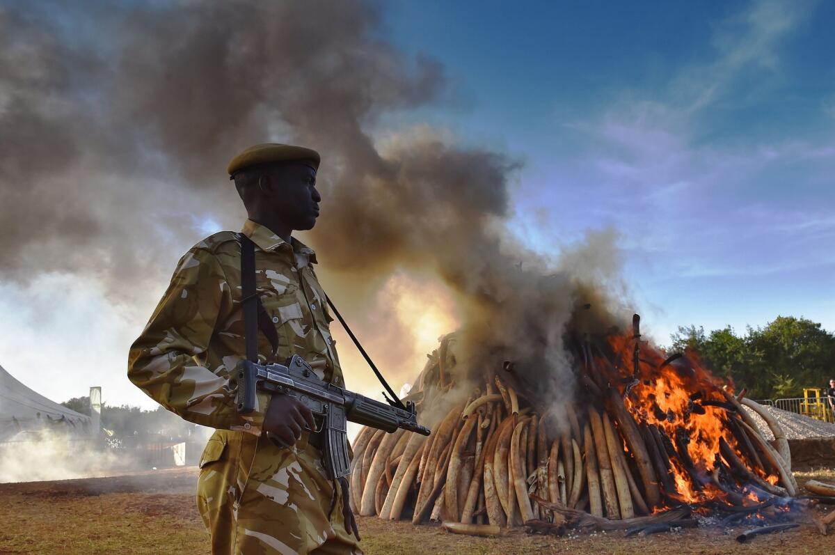 A security officer in Kenya guards a burning pile of 15 tons of seized elephant ivory. The fire was lit by Kenyan President Uhuru Kenyatta to mark World Wildlife Day and African Environment Day on March 3.