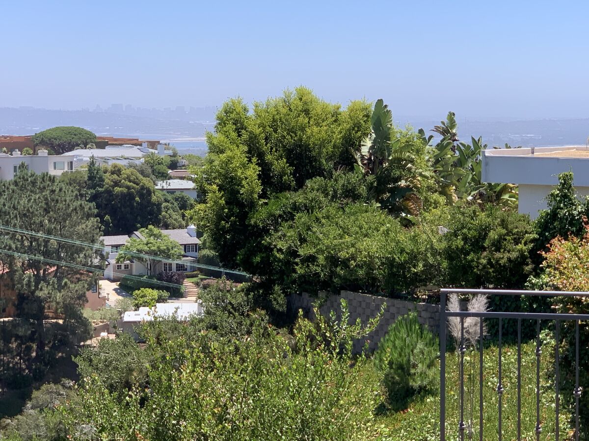 A view from Tom Sparrow's home shows vegetation that he says was planted without permits.