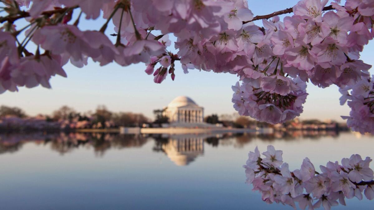 With luck, cherry trees this year will put on a show at the Jefferson Memorial and the Tidal Basin in Washington, D.C. This photo shows blossoms from a few years ago.