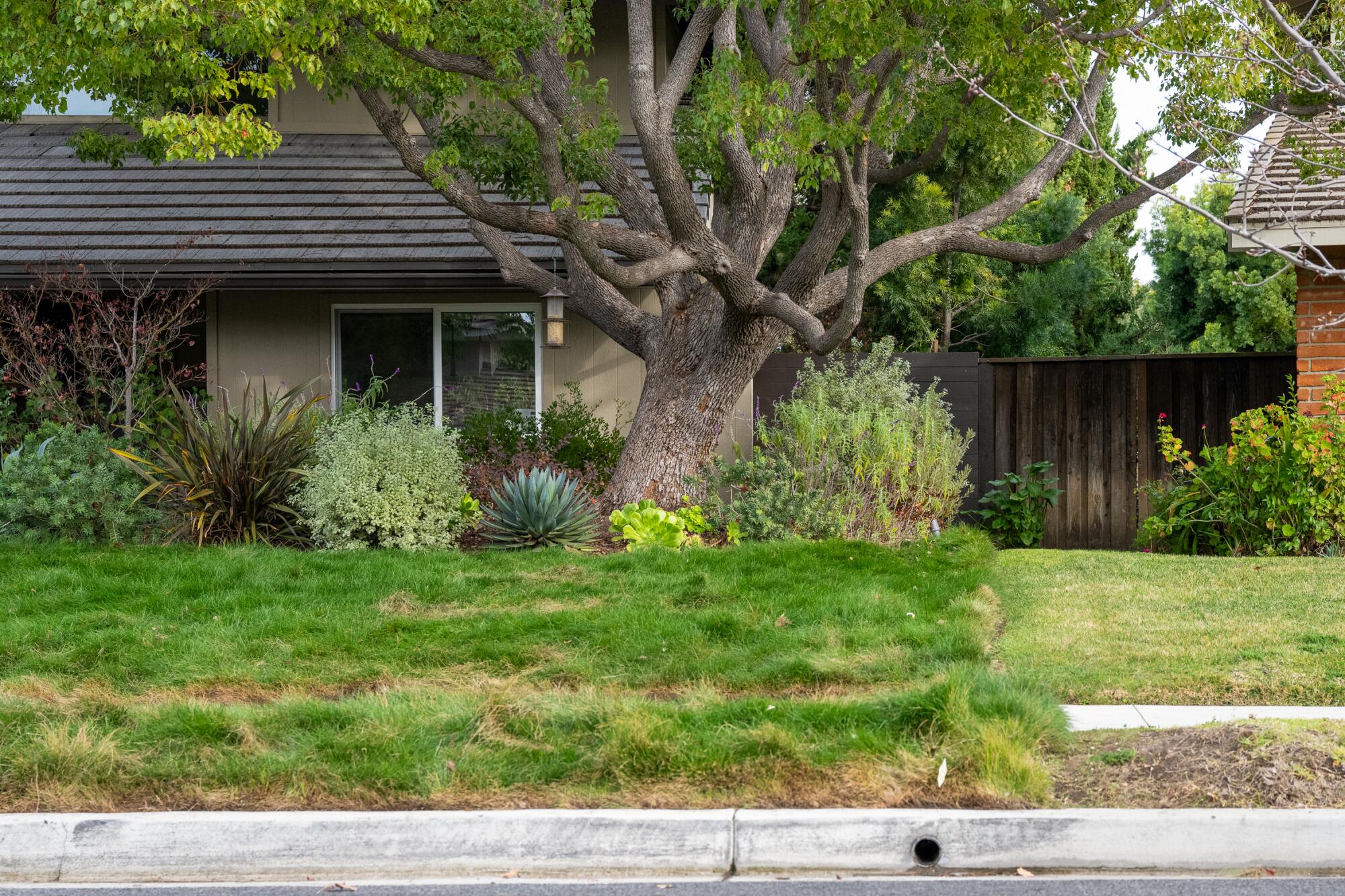 A front yard, with native grass in one yard and common lawn grass in another.