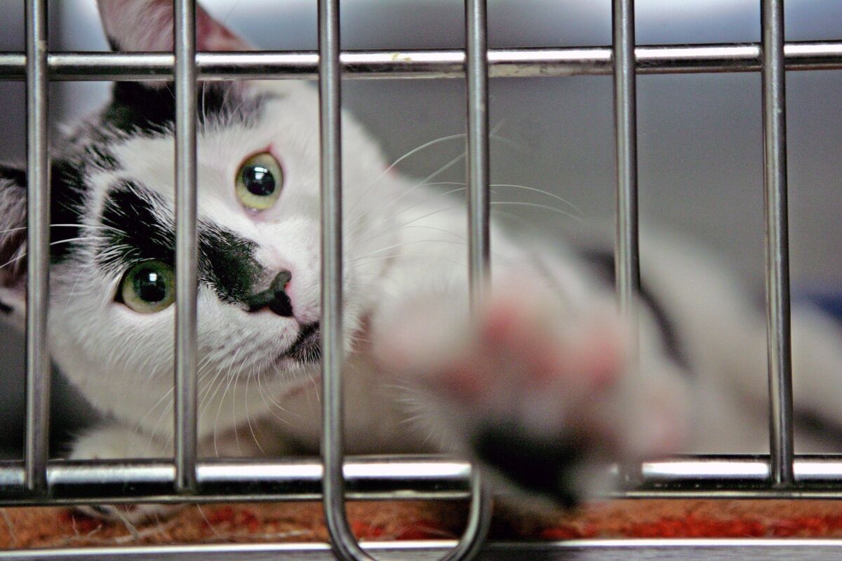 A 4-month-old female domestic cat shown in January 2008 at a shelter in South Los Angeles. Supporters of a proposed change to the city code increasing the cat ownership limit from three to five say it promotes cat adoptions.
