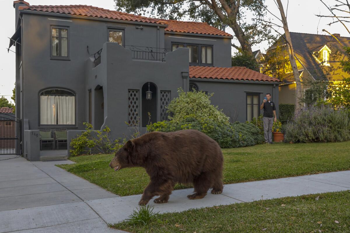 A bear walking down a sidewalk in front of a home in a suburban neighborhood.