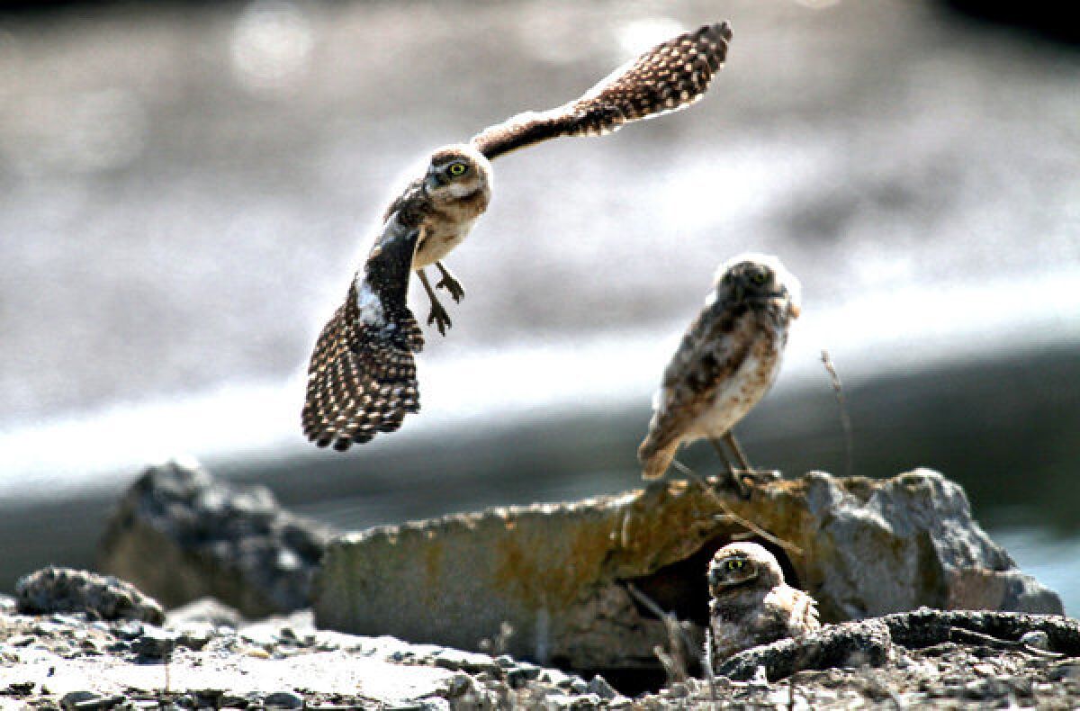 A juvenile burrowing owl comes in for a landing near the ground squirrel burrow that the owls have taken over at the Seal Beach Naval Weapons Station.
