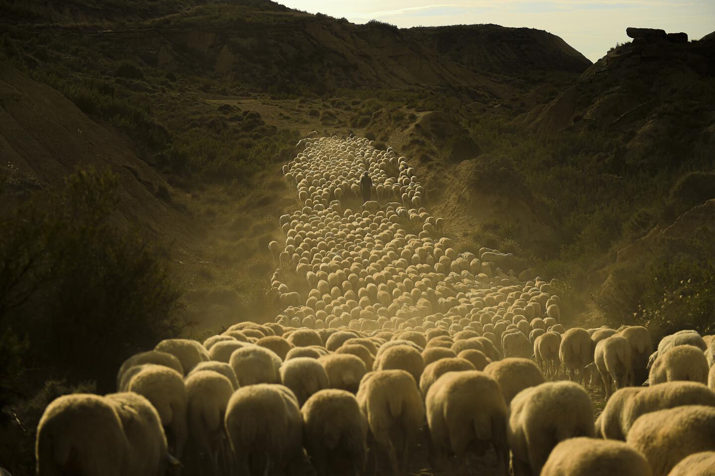 Ángel Mari Sanz, de 62 años, uno de los últimos pastores trashumantes de España, lleva a su rebaño por ruta de La Cañada de Los Roncaleses en la provincia de Navarra, cerca de Fustinana, norte de España, el 16 de junio de 2023. (AP Foto/Alvaro Barrientos)