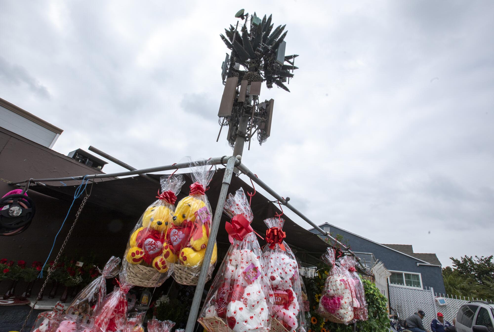 An image of a cellular transmission tower disguised as a palm tree.