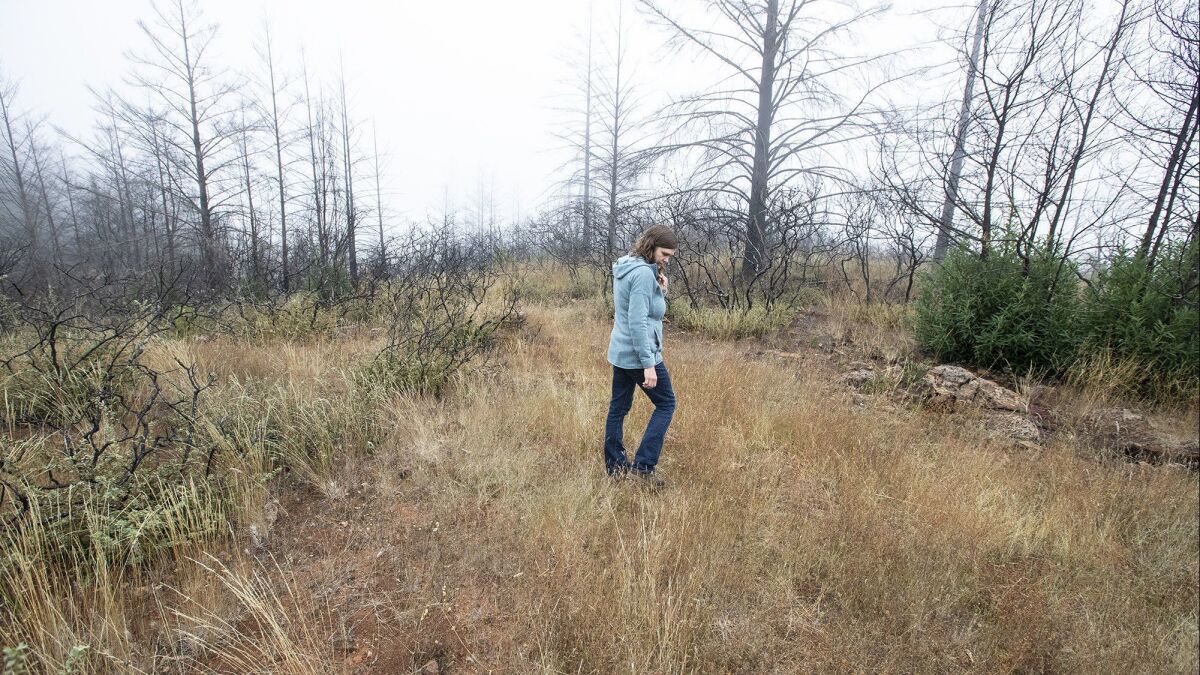 Pepperwood Preserve ecologist Michelle Halbur walks through regrowth and grasses in the Santa Rosa preserve.