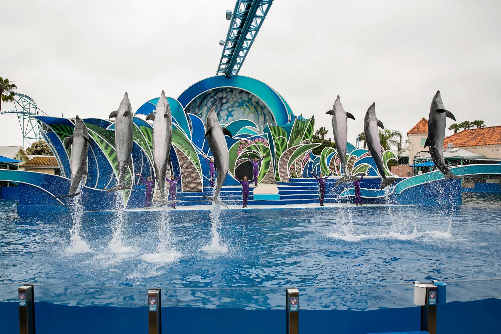 Trainers lead dolphins through a series of acrobatic performances during a packed Dolphin Days show at SeaWorld in June.