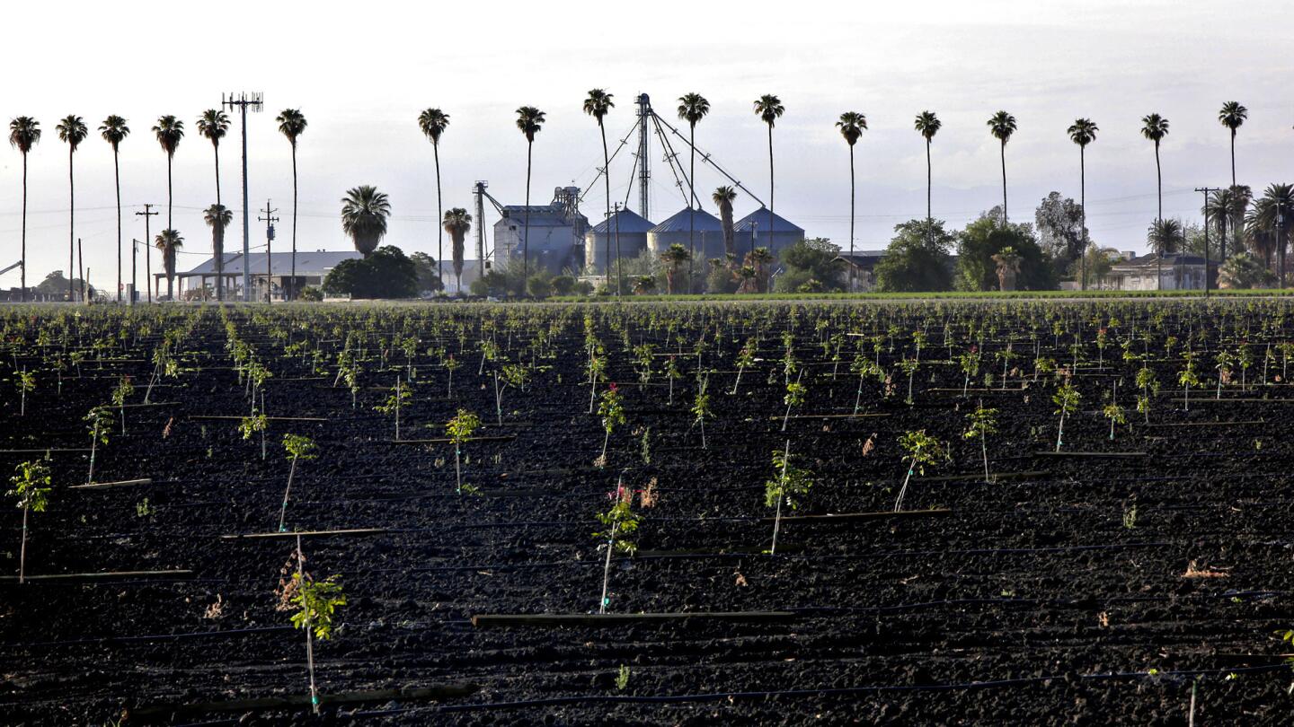 Tall palm trees border the proposed site of a $4-billion coal power plant, Hydrogen Energy California, near a pistachio farm in Buttonwillow. Local farmers and farm workers are opposed to the idea, and that of a train yard in nearby Shafter slated for expansion to handle the coal shipped from East Coast.