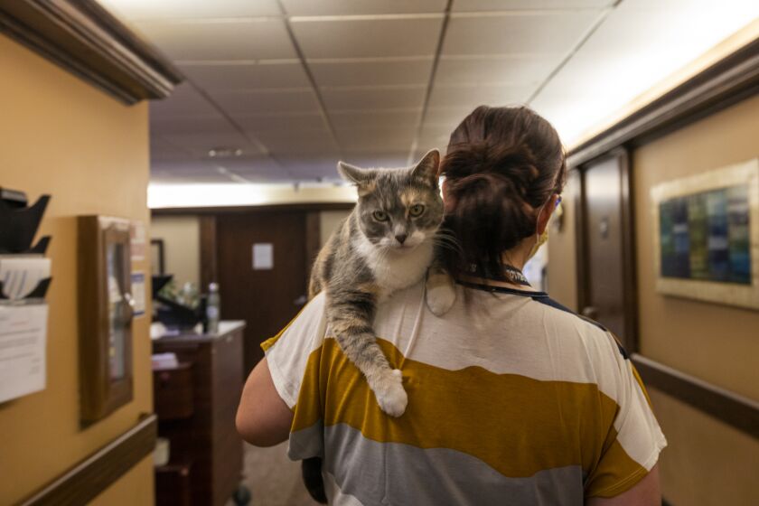 Salt Lake City, UT - September 08: A female cat named "Rodger," rides on Kimberly Peterson's, 50, shoulder at The Inn Between on Sept. 8, 2022, in Salt Lake City, UT. Kimberly has a serious heart issue. She both lives here and works here. (Francine Orr / Los Angeles Times)