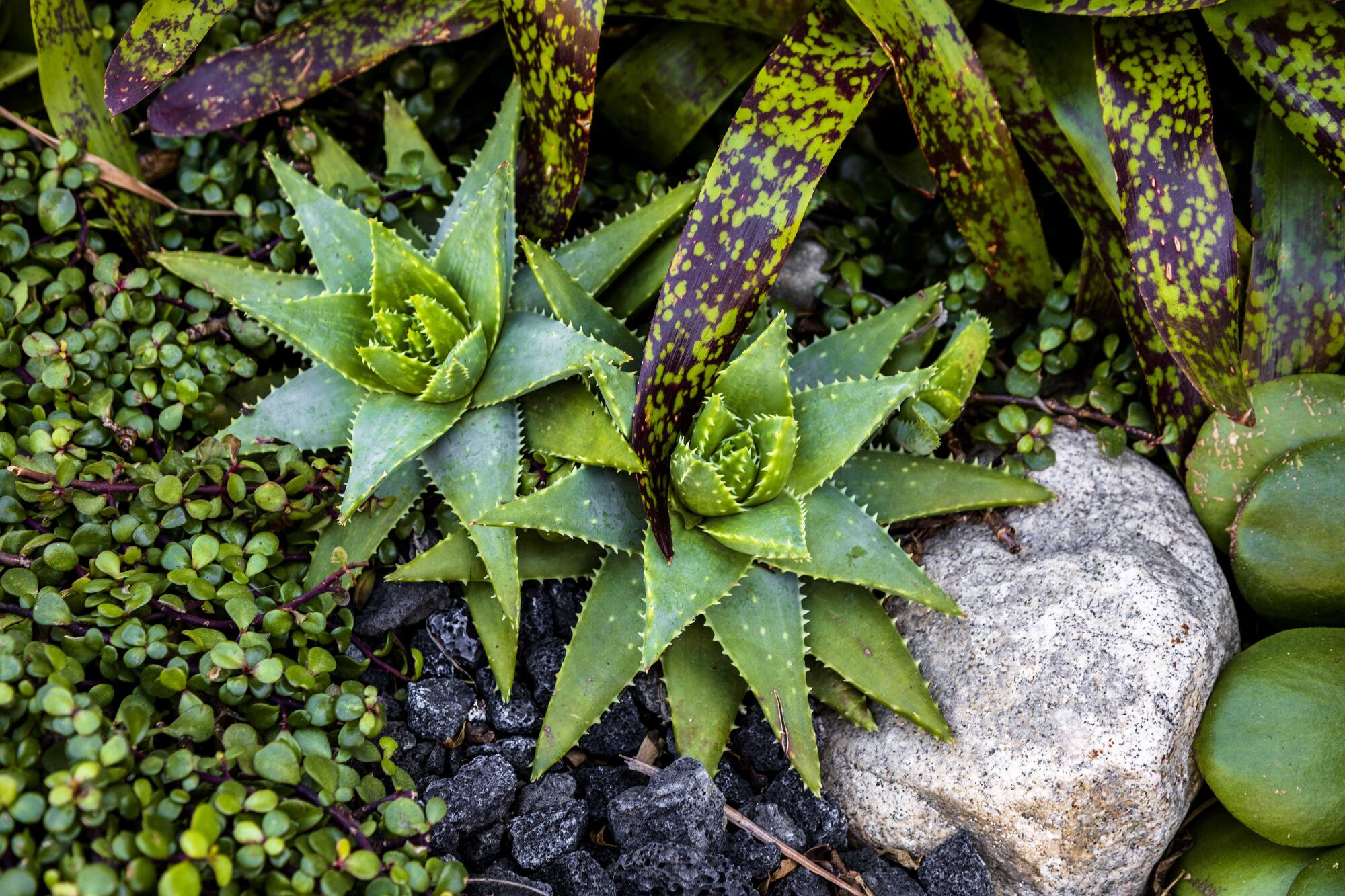 A pair of Aloe brevifolia succulents growing next to a purple-leaved bromeliad and elephant bush (Portulacaria afra)
