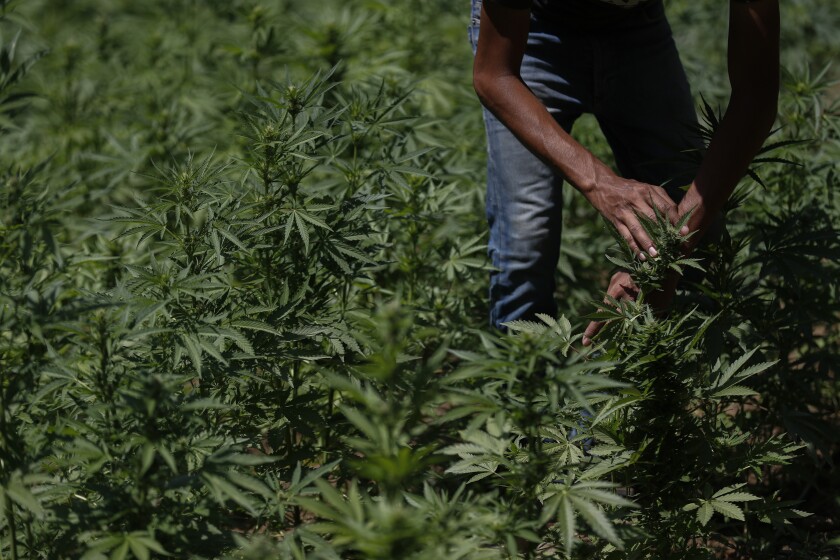 A farmer works in a marijuana field in the mountains surrounding Badiraguato, Sinaloa state, Mexico, Tuesday, April 6, 2021. In Mexico, the marijuana legalization effort is generating uncertainty among families that have cultivated the crop for generations, with many fearing that prices they are paid will continue to drop and what capos will do when faced with a new legal business. (AP Photo/Eduardo Verdugo)