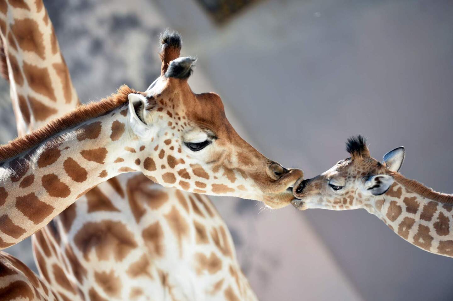 Baby giraffe "Kenai," right, born on Aug. 25, 2016, kisses his mother "Dioni" on Aug. 31 at the zoo of La Fleche, France.