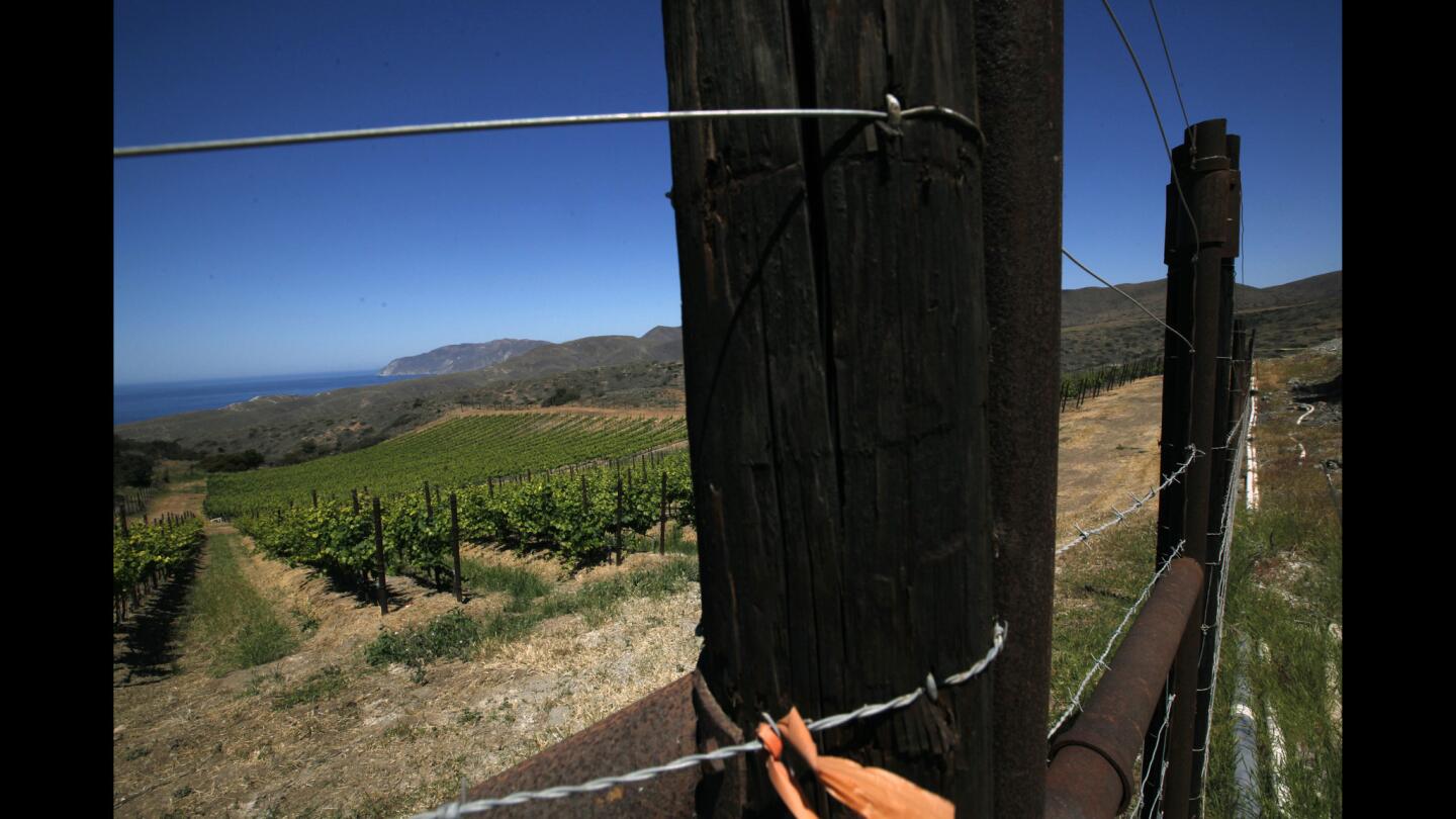 Catalina vineyard