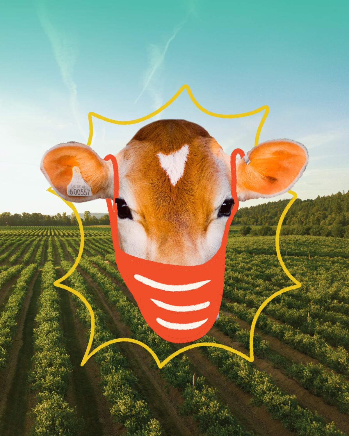 An illustration of a cow wearing a facial mask on an organic farm.