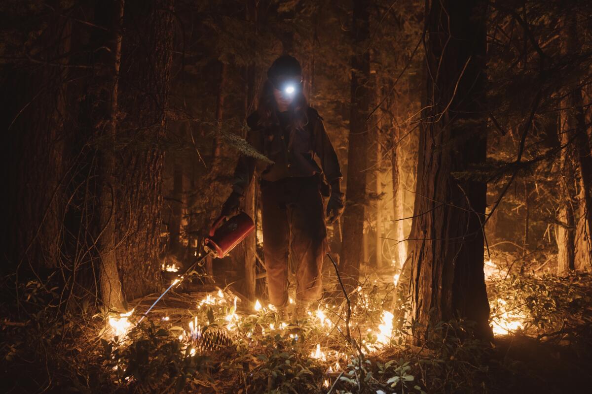 A firefighter lights a controlled burn in a forest at night