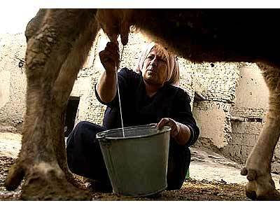 Aziza milks a cow for her family