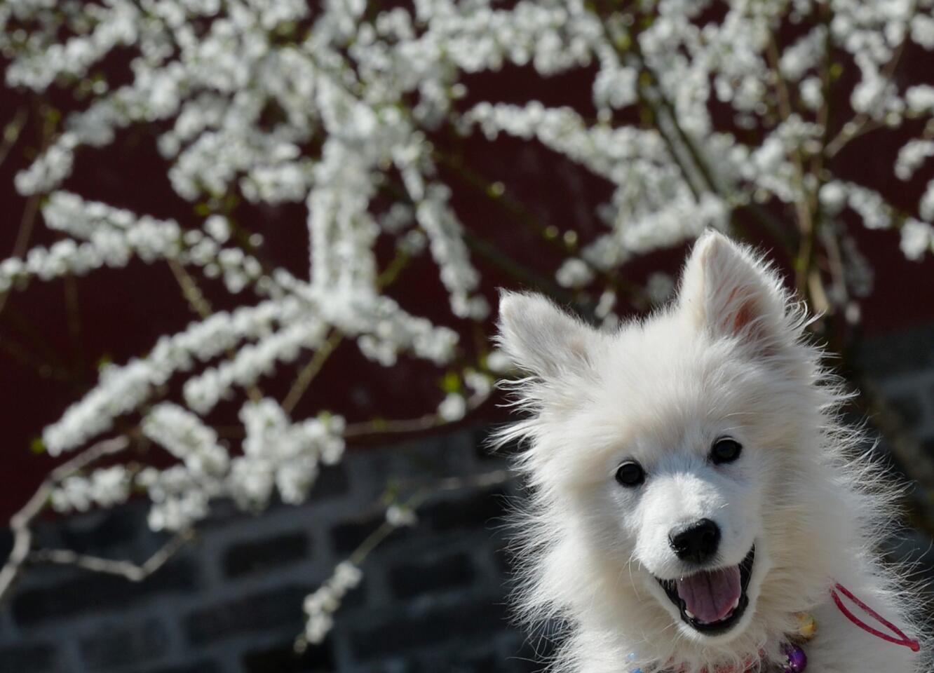 A Samoyed puppy waits with its owner in a park in Beijing.